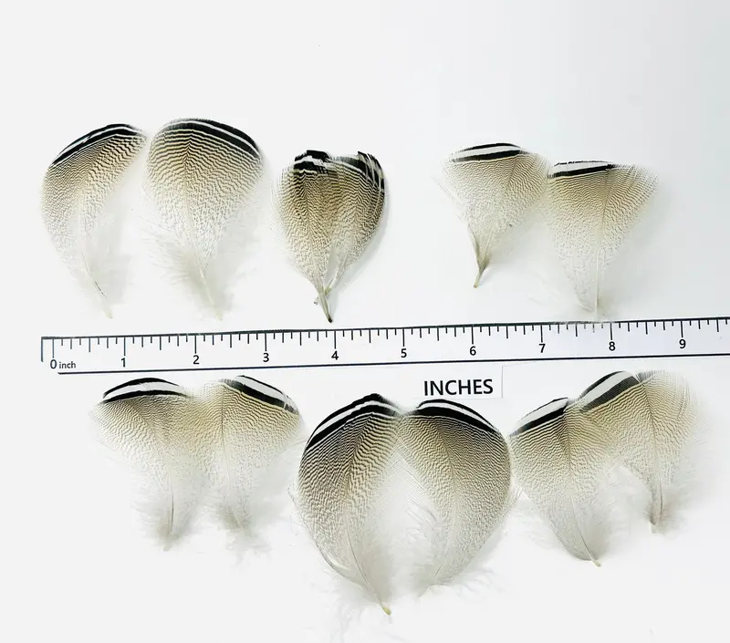 Barred Wood Duck Flank Feathers – Black And White Pattern 1