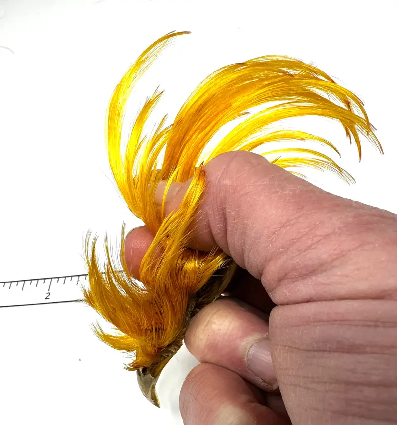 Golden Pheasant Crest Feather Bundle 1