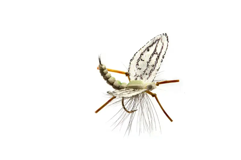 Spott'S Western Green Drake Dun Fly 1